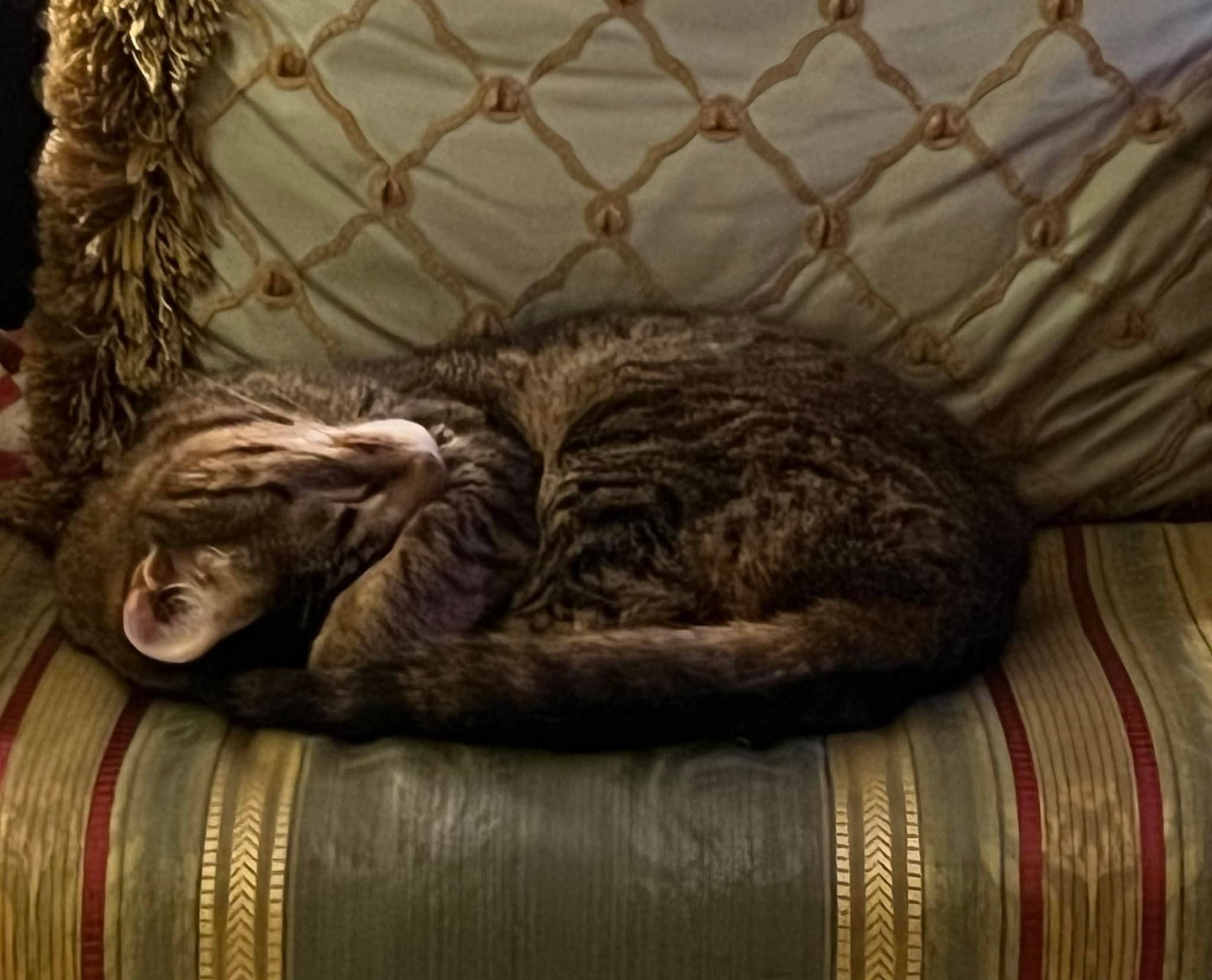 The very picture of comfort!  Little Hobbes is making me sleepy too 😴